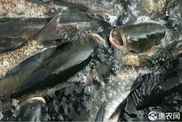 鮰魚價格多少錢一斤【2025年8月中下旬鮰魚價格行情走勢】