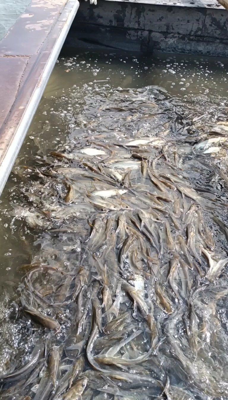 鮰魚價格多少錢一斤【2025年8月中下旬鮰魚價格行情走勢】