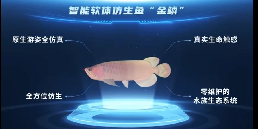 金龍魚有哪些智能行為？【智能軟體仿生觀賞魚“金鱗”亮相】