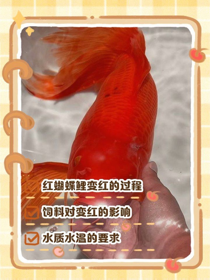 蝴蝶鯉5到6厘米是多久的魚【6厘米的蝴蝶鯉多久能養大】