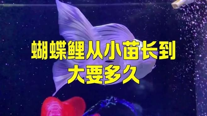 蝴蝶鯉5到6厘米是多久的魚【6厘米的蝴蝶鯉多久能養大】