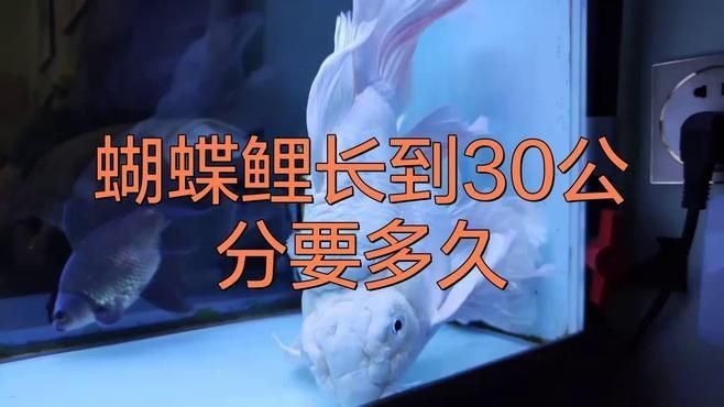 蝴蝶鯉5到6厘米是多久的魚【6厘米的蝴蝶鯉多久能養大】