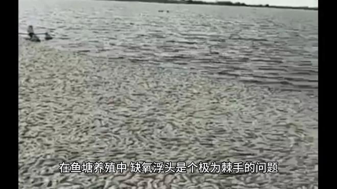 連續下雨后魚浮頭多久會恢復？【連續下雨后魚浮頭多久能恢復正常】 連續下雨后魚浮頭多久會恢復？【連續下雨后魚浮頭多久能恢復正常】 龍魚百科 第2張