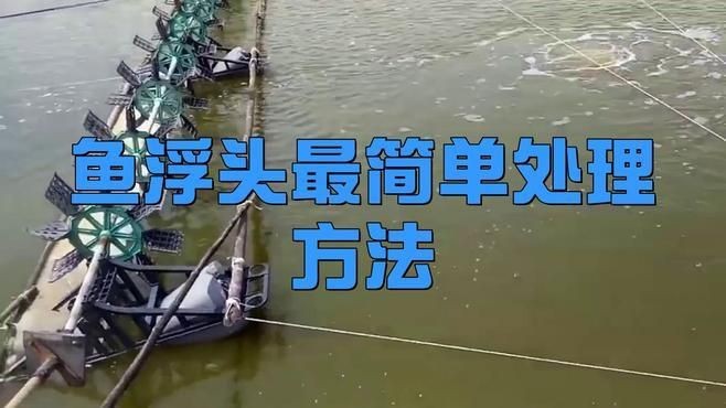 連續下雨后魚浮頭多久會恢復？【連續下雨后魚浮頭多久能恢復正常】 連續下雨后魚浮頭多久會恢復？【連續下雨后魚浮頭多久能恢復正常】 龍魚百科 第3張