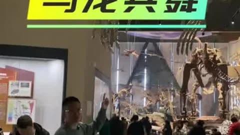 滄龍都有哪些品種【滄龍的基本介紹】