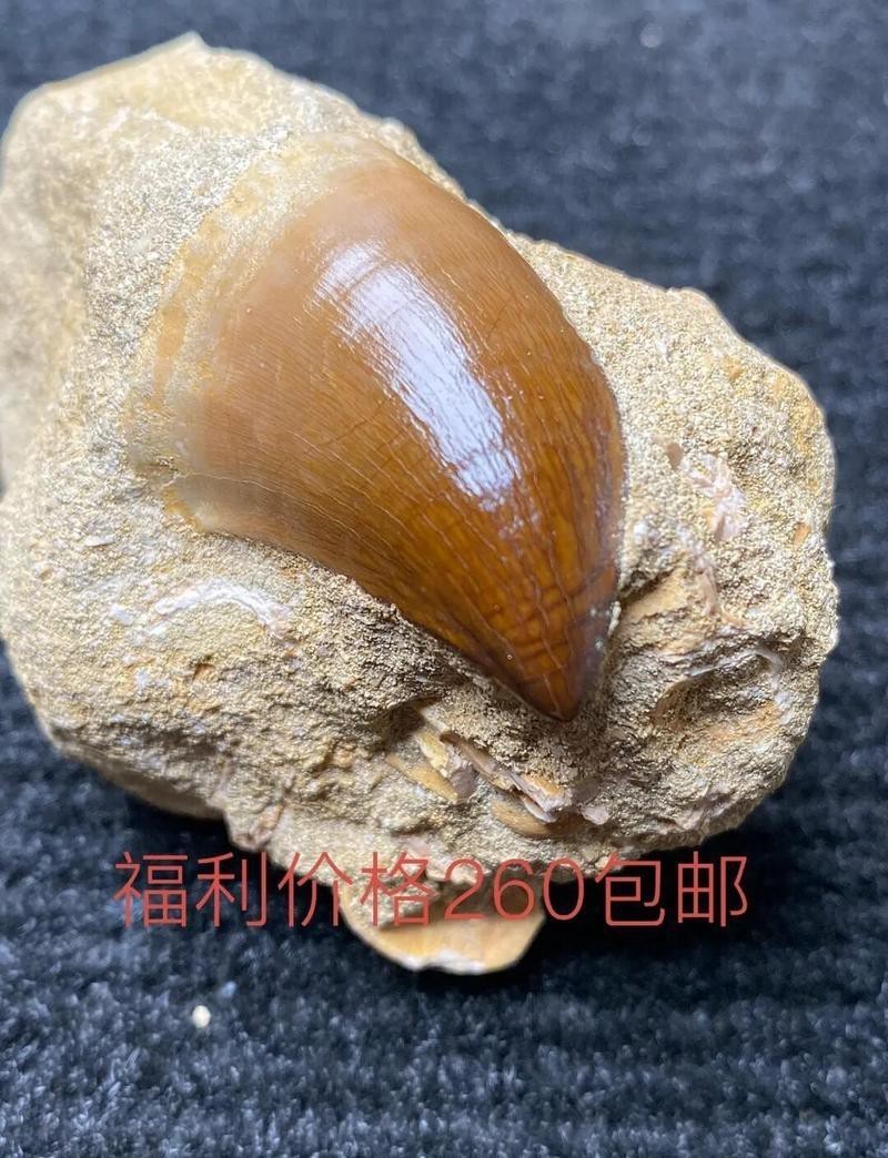 滄龍都有哪些品種【滄龍的基本介紹】