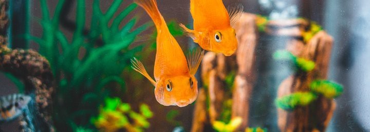 辰溪水族店【湖南懷化辰溪縣創(chuàng)意水族魚缸店辰溪水族店何時重新開業(yè)】