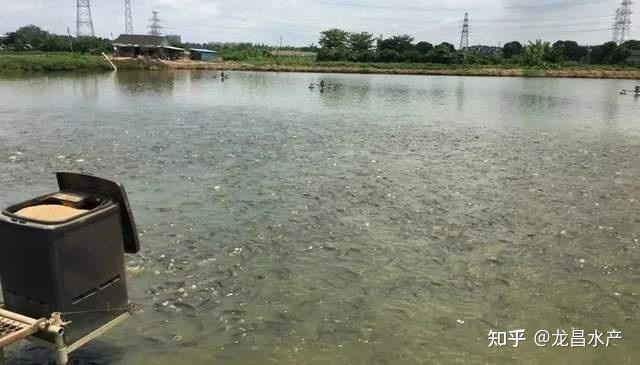 怎么判斷錦鯉吃飽了【如何判斷錦鯉是否吃飽】