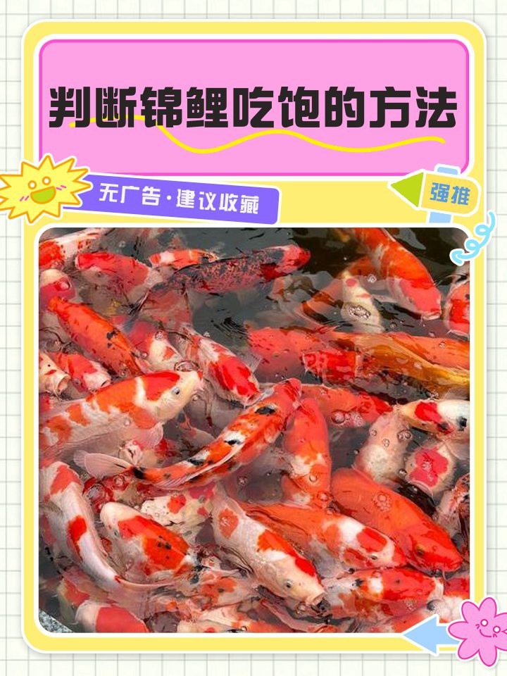 怎么判斷錦鯉吃飽了【如何判斷錦鯉是否吃飽】