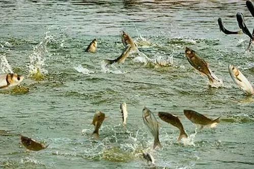 怎么判斷錦鯉吃飽了【如何判斷錦鯉是否吃飽】