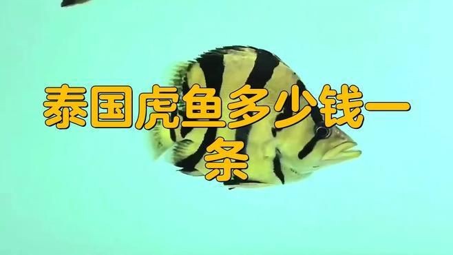如何判斷龍魚鱗片潰爛的類型，如何區分龍魚鱗片潰爛的類型