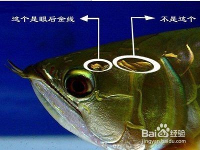 金龍等級劃分【如何區分金龍魚】