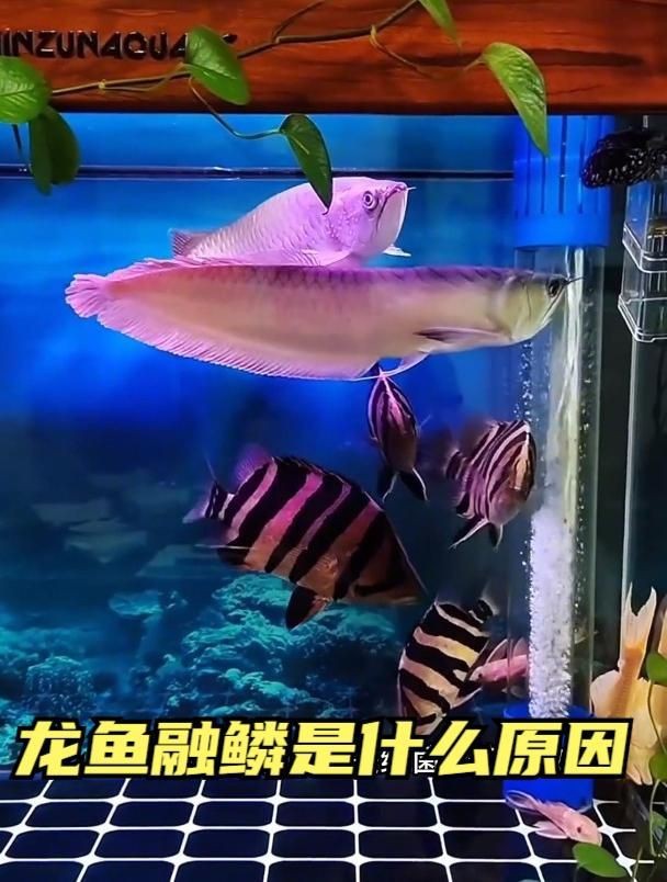如何預防龍魚溶鱗的發生？【寵大仙兒,龍魚融鱗的三大原因及治療方法】