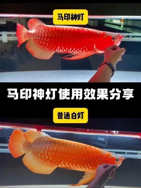 馬印神燈怎么樣【智能模式回答完成調(diào)用工具：馬印神燈真實使用效果分享】