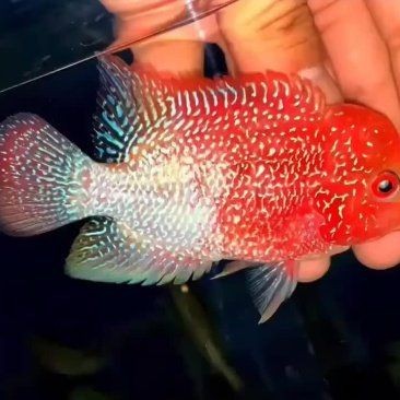 羅漢魚哪里的批發(fā)最正宗【羅漢魚正宗批發(fā)主要集中在以下產(chǎn)地和渠道,其他渠道】 羅漢魚哪里的批發(fā)最正宗【羅漢魚正宗批發(fā)主要集中在以下產(chǎn)地和渠道,其他渠道】 龍魚百科 第4張