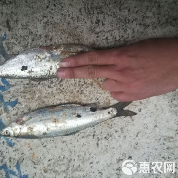 藍(lán)帆五間魚(yú)多少元一斤