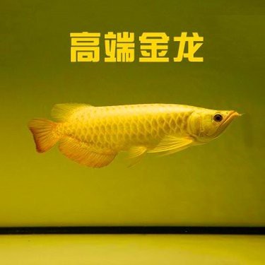 紅金龍魚的市場(chǎng)價(jià)格是多少【惠農(nóng)網(wǎng)紅金龍魚多少錢一條】
