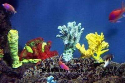 青岡水族店【青岡縣青岡鎮擁有多家特色水族館其中祥龍水族館是集觀賞與娛樂為一體的綜合場所】
