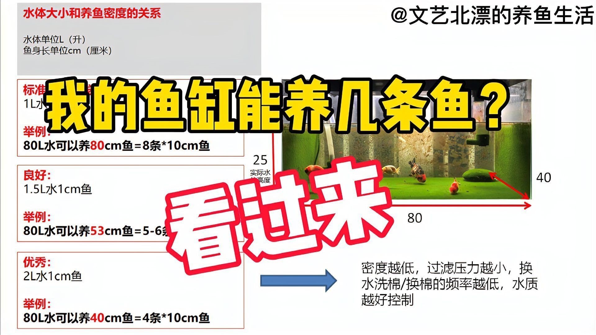 魚缸尺寸與養魚數量關系【多大的魚缸養多少數量的魚】