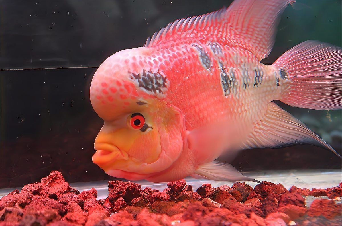 藍面財神魚最忌三種東西【養藍面財神魚的禁忌】