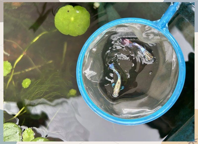 腹水魚(yú)最簡(jiǎn)單三個(gè)處理【三種最簡(jiǎn)單有效的腹水病處理方法】
