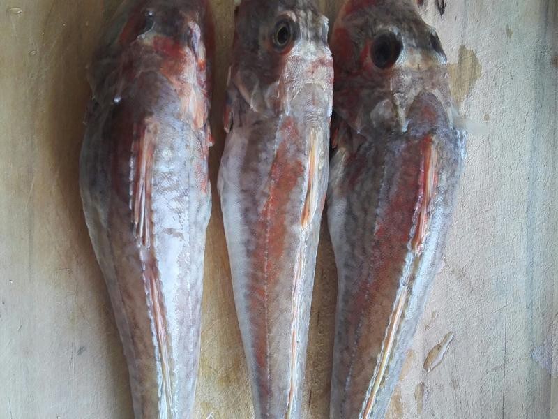 紅頭魚的家常做法【紅燒紅頭魚的做法】
