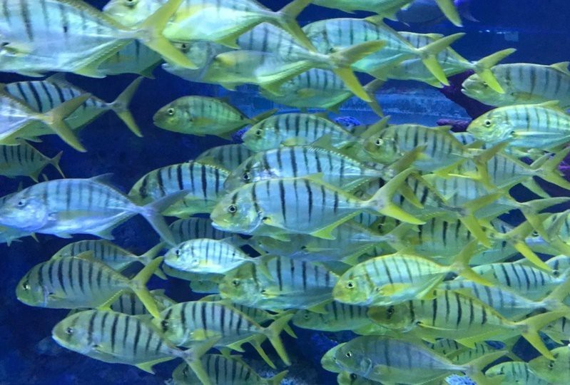 順義水族店【北京小月灣灣水族店名錄集北京小月灣灣水族店名錄集】
