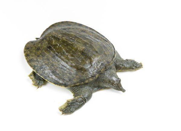 甲魚盡量少吃的原因【吃甲魚需要注意什么？】