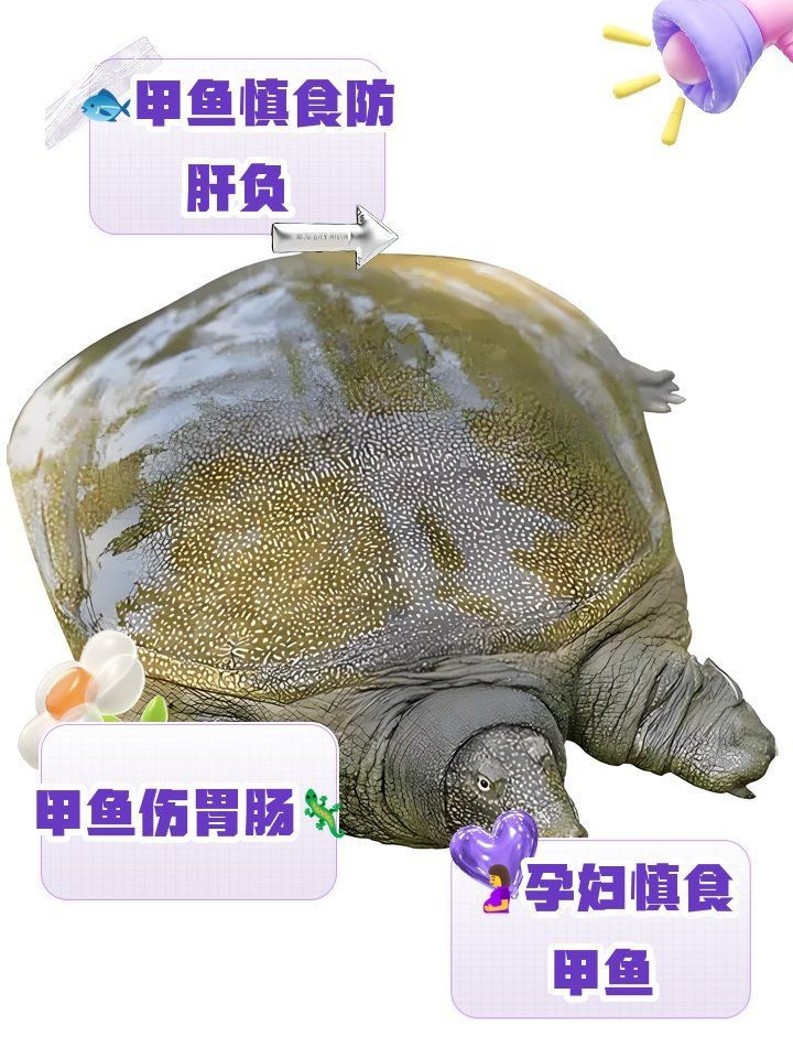甲魚盡量少吃的原因【吃甲魚需要注意什么？】