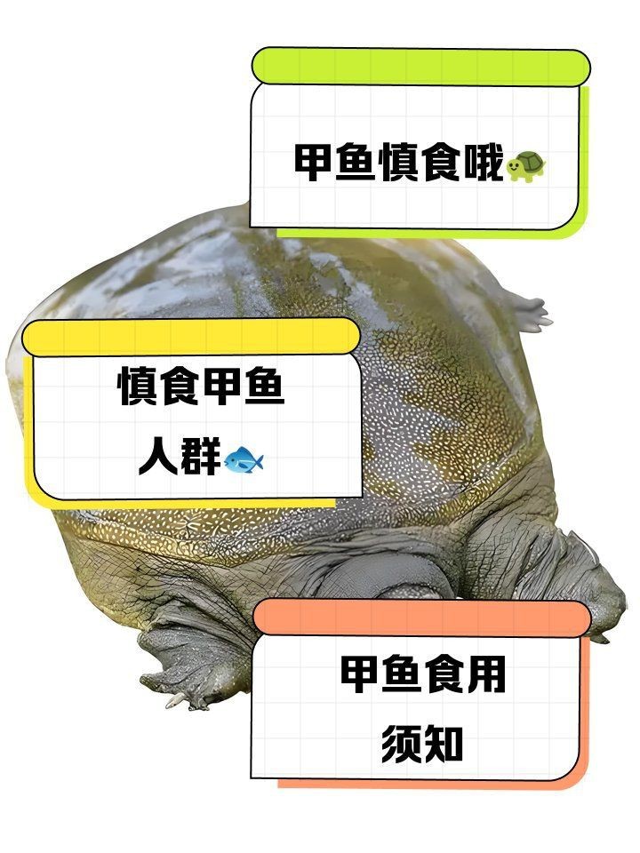 甲魚盡量少吃的原因【吃甲魚需要注意什么？】