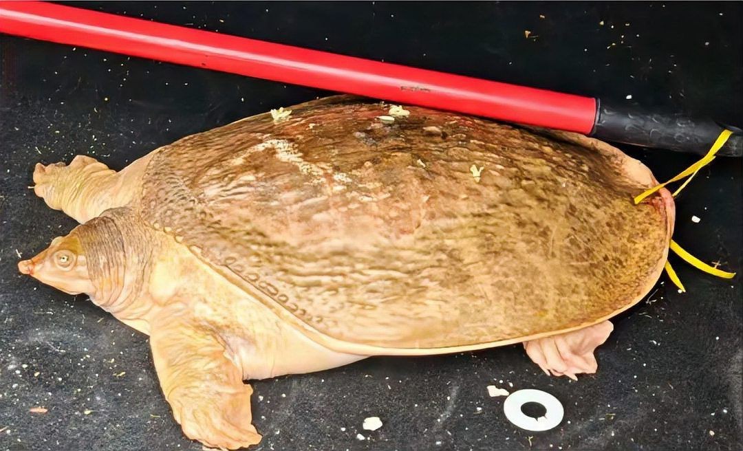 甲魚盡量少吃的原因【吃甲魚需要注意什么？】
