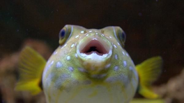 皇帝魚(yú)為何盡量少吃【關(guān)于皇帝魚(yú)的選擇】