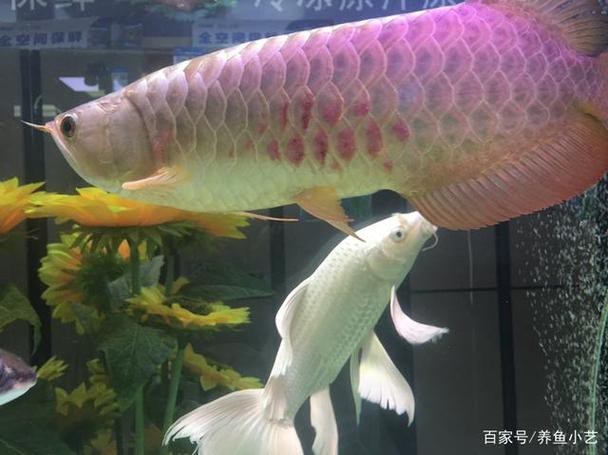 龍魚(yú)充血和物理刮傷的區(qū)別圖【龍魚(yú)充血和物理刮傷有什么區(qū)別,】