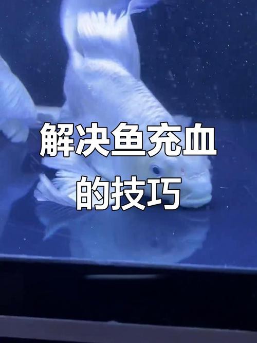 龍魚(yú)充血和物理刮傷的區(qū)別圖【龍魚(yú)充血和物理刮傷有什么區(qū)別,】