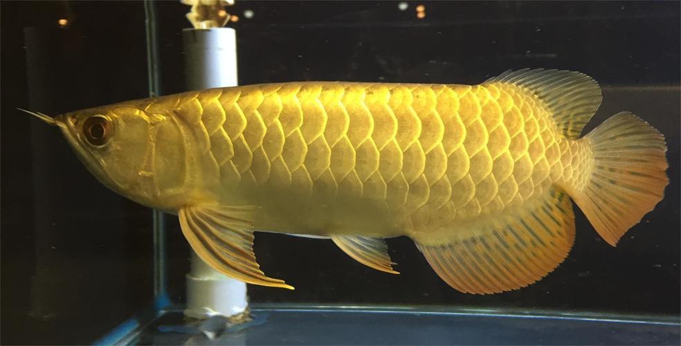 龍魚(yú)充血和物理刮傷的區(qū)別圖【龍魚(yú)充血和物理刮傷有什么區(qū)別,】