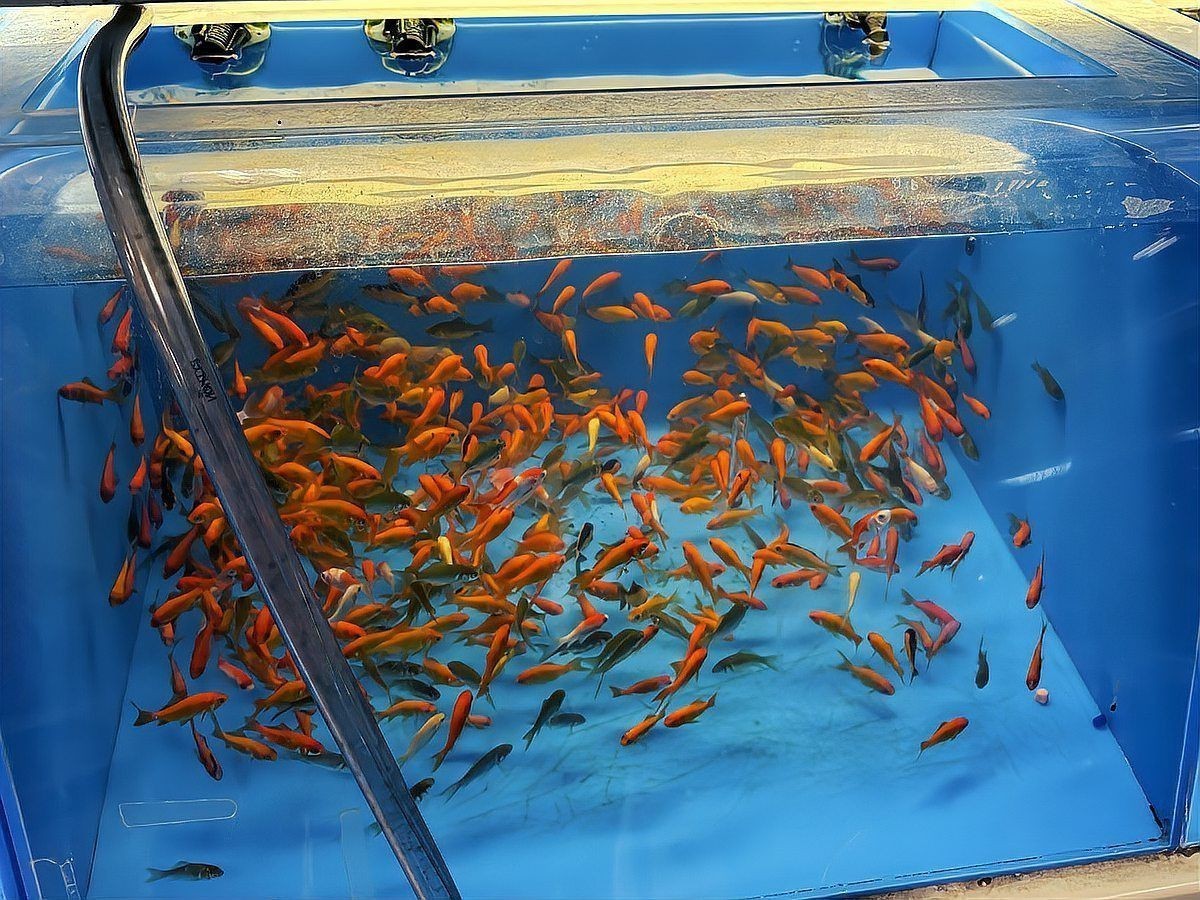 錦鯉魚趴缸是什么原因如何解決【錦鯉趴缸的解決方案】