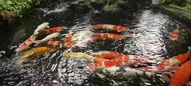 錦鯉魚趴缸是什么原因如何解決【錦鯉趴缸的解決方案】