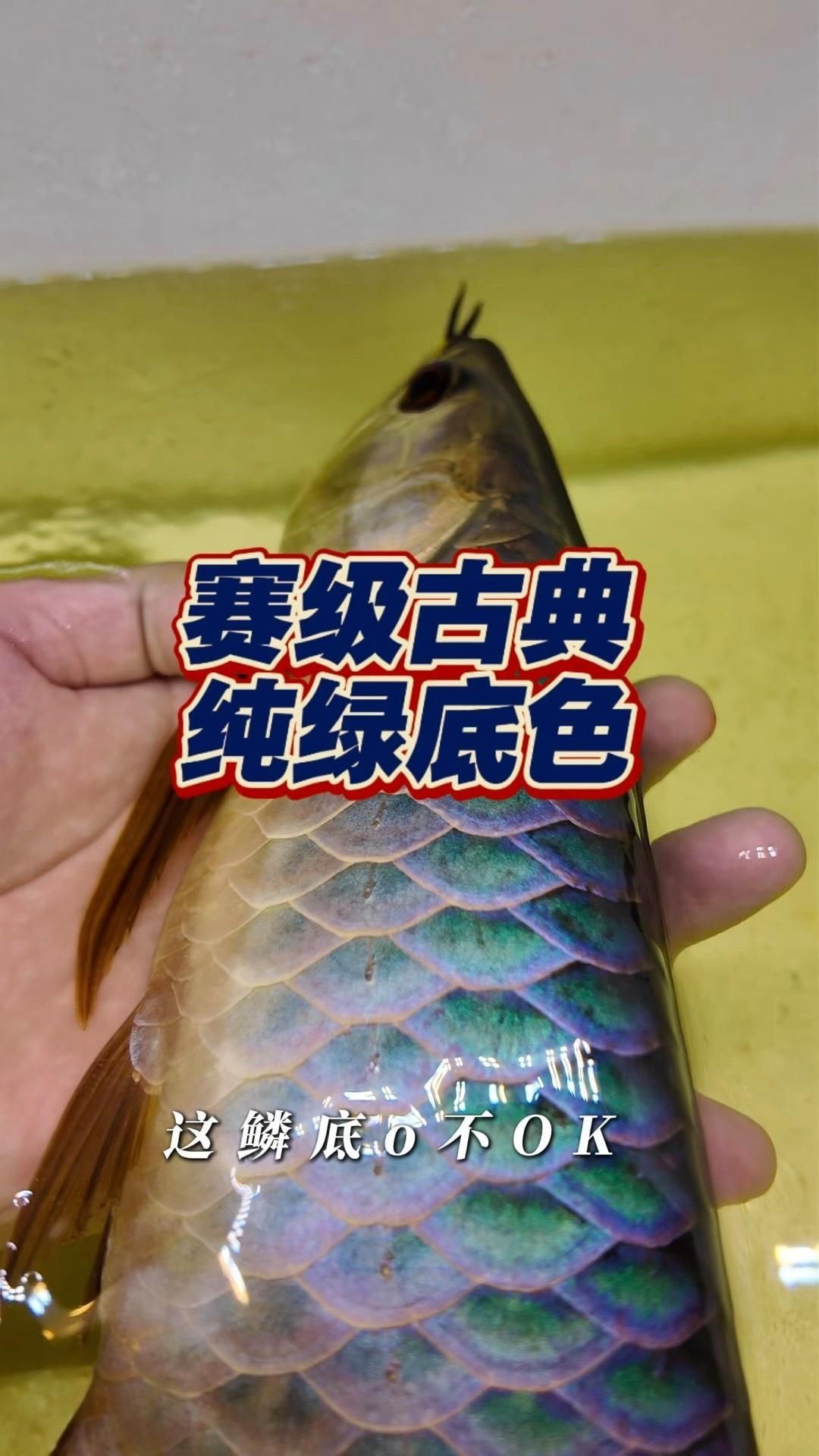 龍魚賽級最簡單三個階段【龍魚賽級評選三個基礎階段】