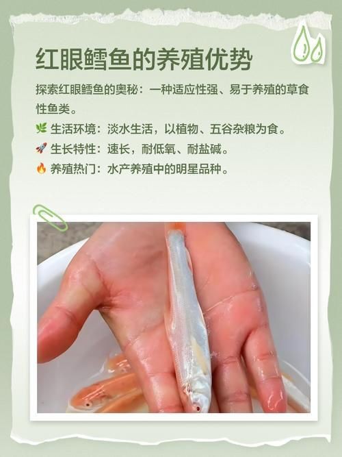 紅血魚最漂亮的照片【世界最貴的十大觀賞魚】