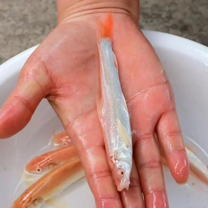 紅血魚最漂亮的照片【世界最貴的十大觀賞魚】