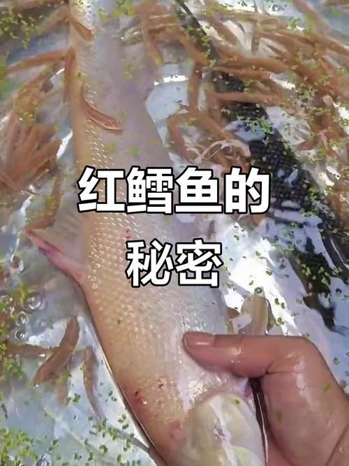 紅血魚最漂亮的照片【世界最貴的十大觀賞魚】