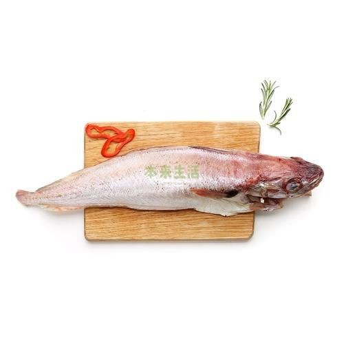 紅血魚最漂亮的照片【世界最貴的十大觀賞魚】
