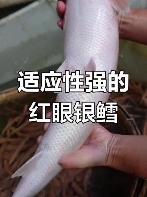 紅血魚最漂亮的照片【世界最貴的十大觀賞魚】