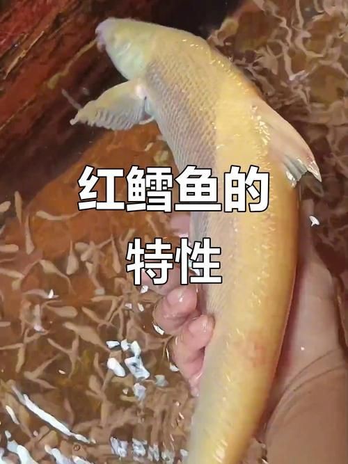 紅血魚最漂亮的照片【世界最貴的十大觀賞魚】