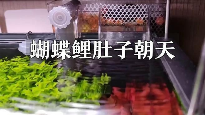 蝴蝶鯉吃多了翻肚子怎么辦【蝴蝶鯉肚子<strong><mark>朝天</mark></strong>，小野久久】