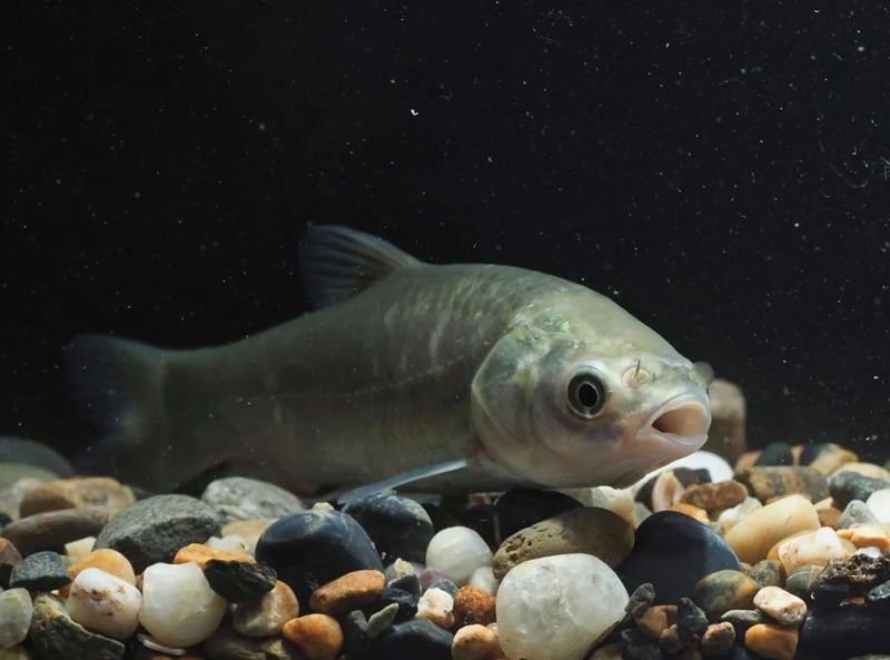 青魚的圖片大全大圖【青魚的存續狀態，】