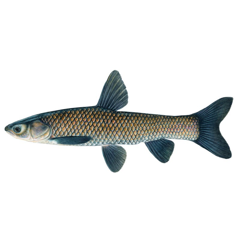 青魚的圖片大全大圖【青魚的存續狀態，】