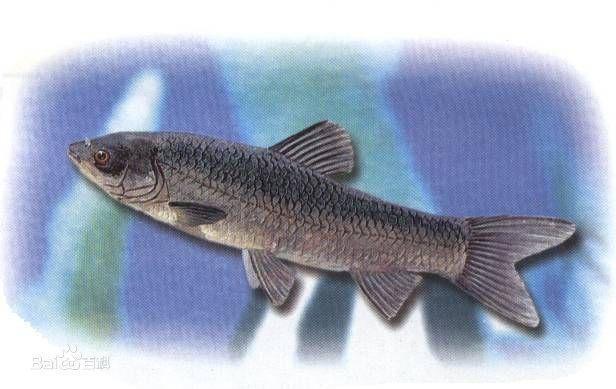 青魚的圖片大全大圖【青魚的存續狀態，】