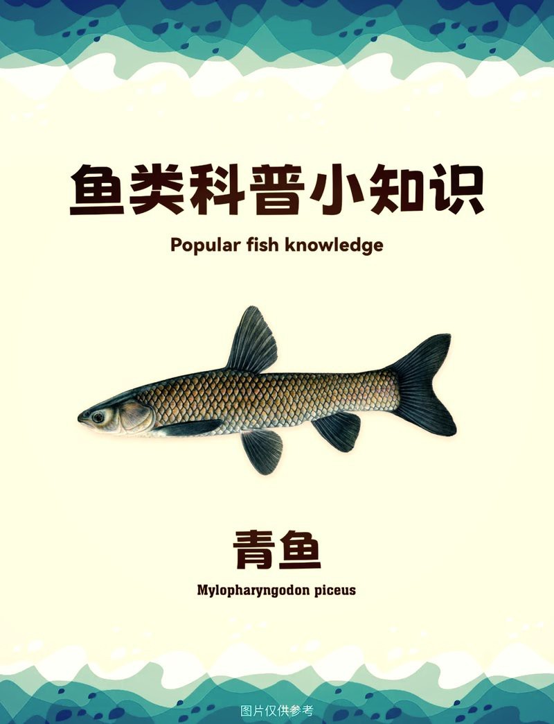 青魚的圖片大全大圖【青魚的存續狀態，】