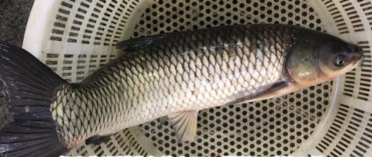 青魚的圖片大全大圖【青魚的存續狀態，】